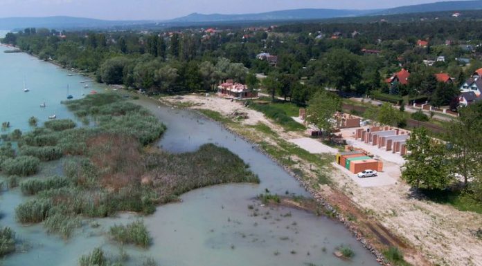 Pusztul a nád a Balatonon